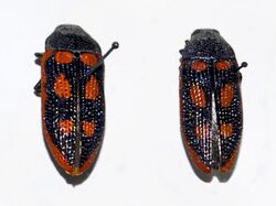 Buprestidae - Stigmodera cancellata.JPG