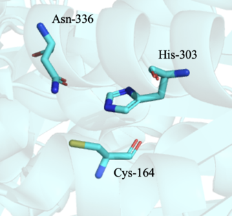 Catalytic Triad of CURS1