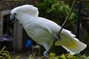 A white parrot with a crest and a grey beak