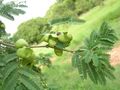 Caesalpinia coriaria.jpg