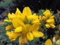 Calicotome spinosa (yellow flower) ooty nilgiris, india.jpg