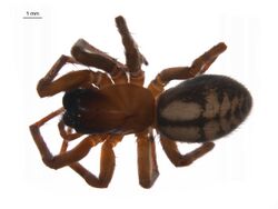 Callobius pictus f2.jpg