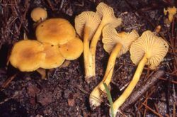 Cantharellus tabernensis 402516.jpg