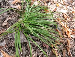 Carex pedunculata.jpg