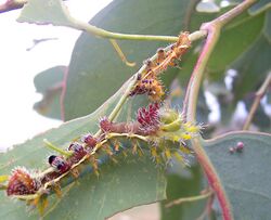 Caterpillar shed 3rd stage.jpg