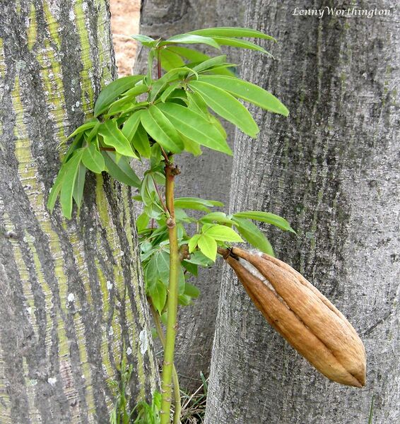 File:Ceiba pentandra (L.) Gaertn. Kapok Tree Malvaceae (19044815179).jpg