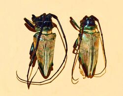 Cerambycidae - Sternotomis ducalis.JPG
