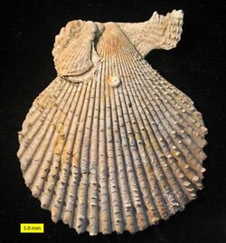 Chlamys Pliocene Cyprus.jpg