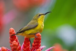 Cinnyris jugularis - Daintree Villiage.jpg