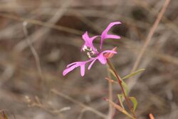 Clarkia pulchella 0287.JPG