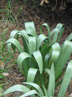 Colchicum bulbocodium leaves3.jpg