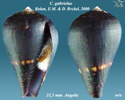 Conus gabrielae 1.jpg