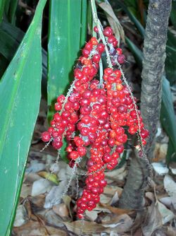 Cordyline in fruit Chatswood.jpg