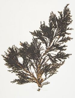 Ericaria selaginoides, herbarium sheet