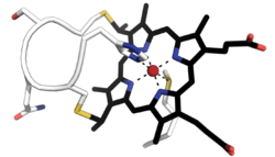 Cytochrome-c-CXXCH-heme-binding-pdb-3ZCF.png