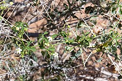 Dactyliandra is a genus of flowering plants belonging to the family Cucurbitaceae