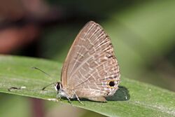 Dark cerulean (Jamides bochus bochus) underside Godavari.jpg