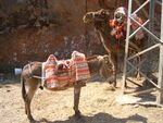 Donkey and camel.JPG