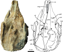 Dorsal-view-of-holotype-skull-of-Nanokogia-isthmia-gen-et-sp-nov-UF.png