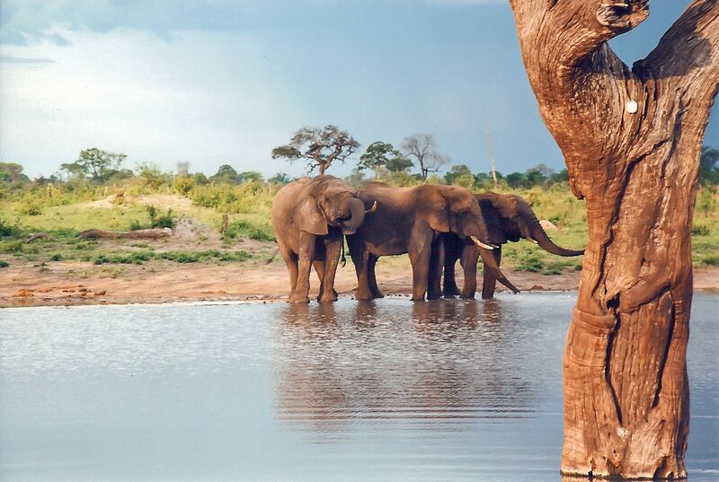 File:Down the water hole.jpg