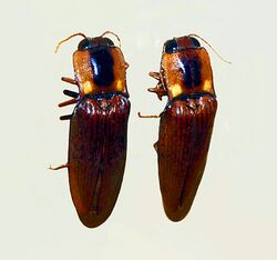 Elateridae - Pyrearinus candelarius.JPG