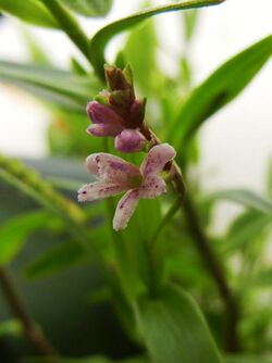 Epidendrum fimbriatum - Flickr 003.jpg