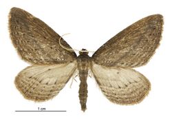 Epiphryne charidema charidema male.jpg