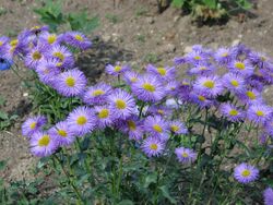 Erigeron speciosus 01.jpg