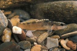 Etheostoma percnurum.jpg