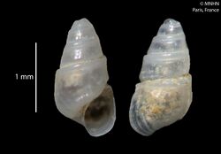 Eulimastoma exiguum (MNHN-IM-2012-6).jpeg