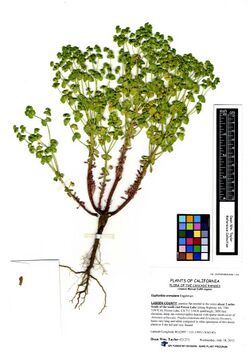 Euphorbia crenulata @21273 (7677753188).jpg