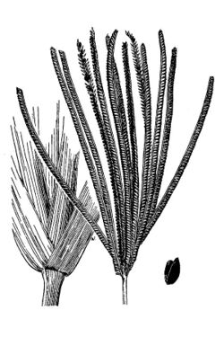 Eustachys glauca.jpg