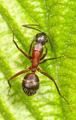 Ferruginous Carpenter Ant - Camponotus chromaiodes, Merrimac Farm Wildlife Management Area, Aden, Virginia.jpg
