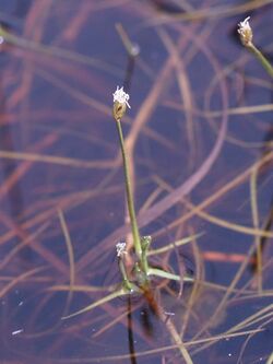 Fig. 09 Isolepis fluitans.jpg