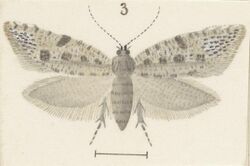 Fig 3 MA I437897 TePapa Plate-XXXVI-The-butterflies full (cropped).jpg