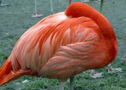Flamingo fg01.jpg
