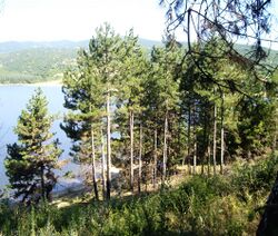 Forest in Bulgaria near Dundukovo dam.jpg