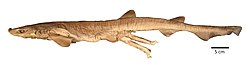 Galeus friedrichi (10.5281-zenodo.7320085) Figure 1.jpeg