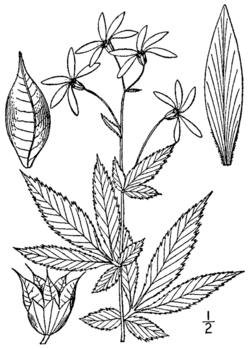 Gillenia stipulata BB-1913.png