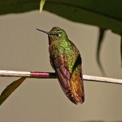 Gould's Jewelfront hummingbird (Heliodoxa aurescens).jpg