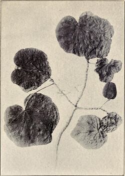 Hibiscadelphus Wilderianos.jpg