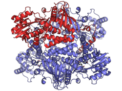 Human Argininosuccinate Synthetase tetramer PDB 2NZ2.png