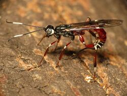 Ichneumon Wasp Ovipositing - Xorides calidus. Rock Creek Park, Washington, DC, USA. 3 May 2014.jpg