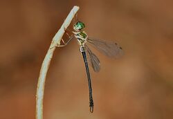 Idionyx gomantakensis by Parag Rangnekar.jpg