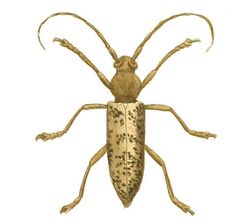 Illustrations of Exotic Entomology Stenocorus Atomarius.jpg
