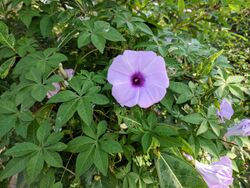 Ipomoea cairica 35.jpg