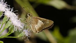 Karwar Swift-Bangalore.jpg