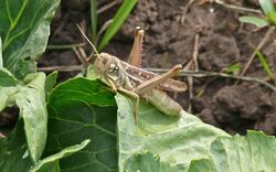 Kraussaria angulifera female.jpg