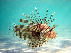 Lionfish with Spread Pectoral Fins.jpg