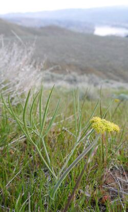 Lomatium triternatum var. triternatum 4.jpg